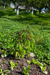 Fototapeta na wymiar peppers in the garden