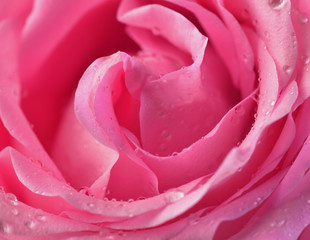 Pink rose bud macro