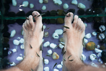 Fish Pedicure Therapy