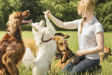 Dog trainer teaching dogs