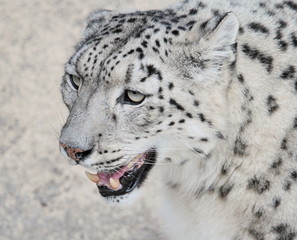 Obraz premium Snow leopard's portrait