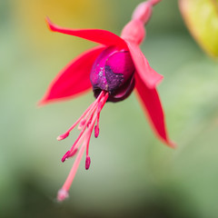 Fuchsia