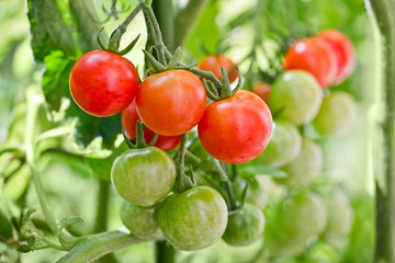Tomates cerises dans un potager