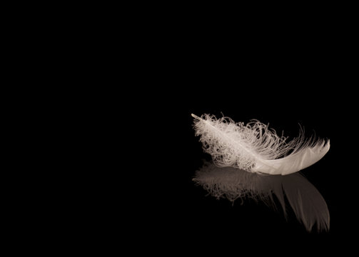 One White Duck Feather On Black Reflective Surface