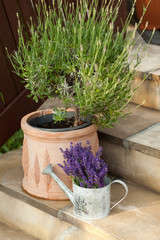 Watering Can and Lavende