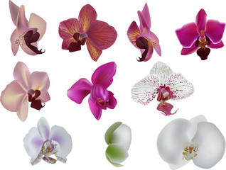 ten orchids collection isolated on white