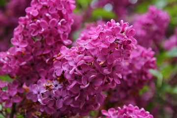 Purple pink spring lilac flowers