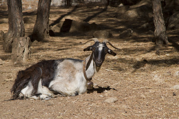 portrait of goats