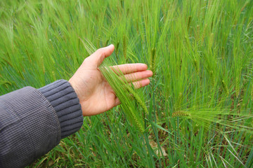 green wheat or barley field
