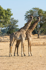 Two male Thornicroft (Rhodesian) giraffes