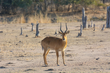 Male puku (Kobus vardonii)