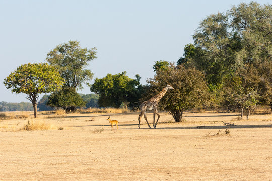 Thornicroft giraffe and puku in the savannah