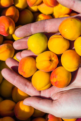 Ripe apricots during the harvest