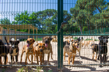 Dog shelter in Spain