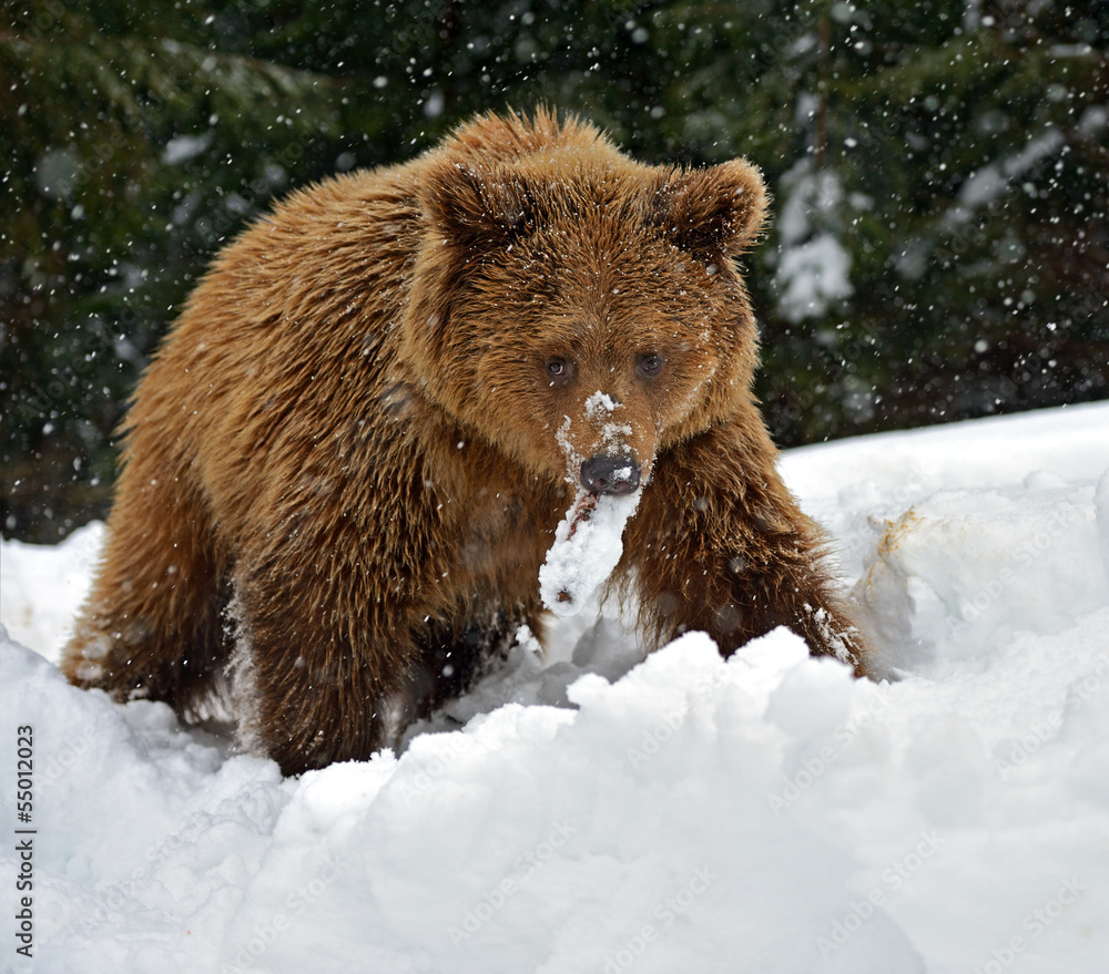 Poster brown bear