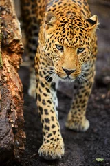Fotobehang Portrait of a leopard © kyslynskyy