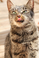 Freche Katzenzunge