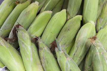fresh corns from farm