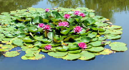 Fototapety na wymiar - Fototapeta24.pl