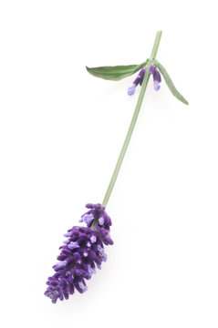 Fototapeta Lavender