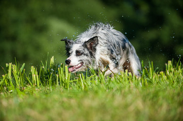 Border Collie