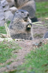 Naklejka na ściany i meble The groundhog (Marmota), a rodent living in the Alps