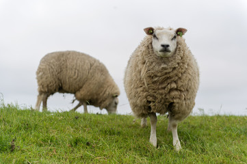 Texel sheep at Dutch wadden island