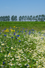 Colorful field with flowers