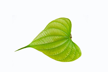 Obraz premium Heart shaped green leaf isolated on white background