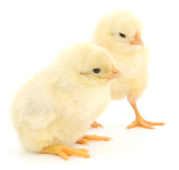 Obraz premium Dwa słodkie pisklęta na białym tle