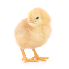 Small chicken