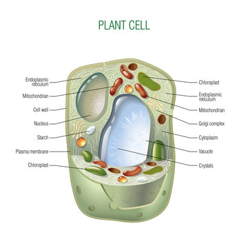 Plant Stem Cell Diagram