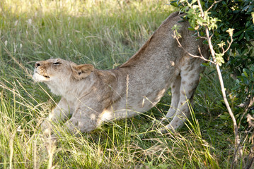 Lion stretching