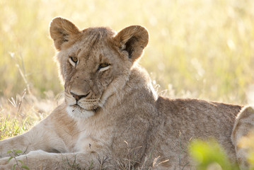 Lion in the morning sun