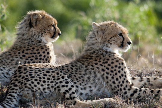 Cheetah Brothers