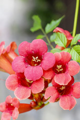 Campsis (trumpet creeper, trumpet vine) flower blossom