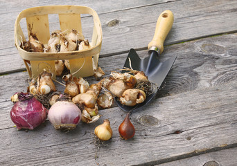 Flower bulbs, basket and shovel on the wooden table.