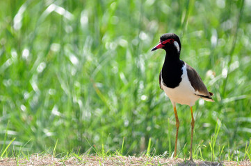 Red-wattled lapwing (Vanellus indicus)