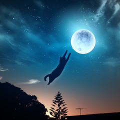 Katze fängt Mond