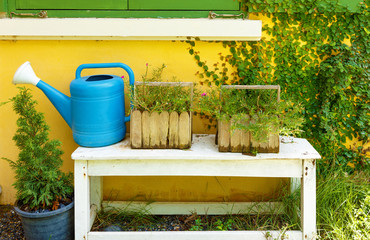 blue watering in garden