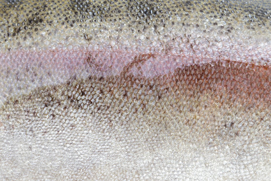 texture of trout scale
