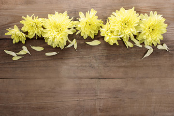 Fototapeta premium Yellow chrysanthemum on wooden background. Copy space