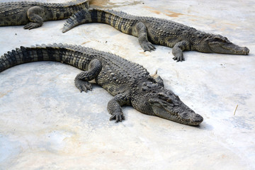 crocodile in farm