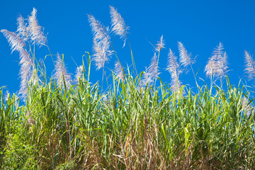 Obraz premium fleurs de cannes à sucre
