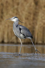 Grey heron, Ardea cinerea