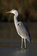 Grey heron, Ardea cinerea