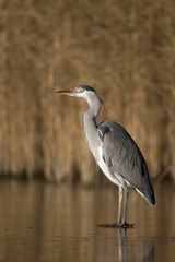 Grey heron, Ardea cinerea