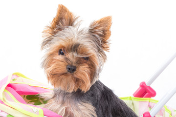 Portrait Small Yorkshire Terrier Puppy