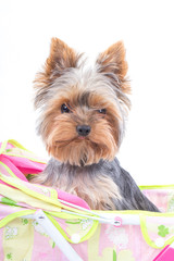 Portrait Small Yorkshire Terrier Puppy