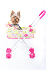 Portrait Small Yorkshire Terrier Puppy